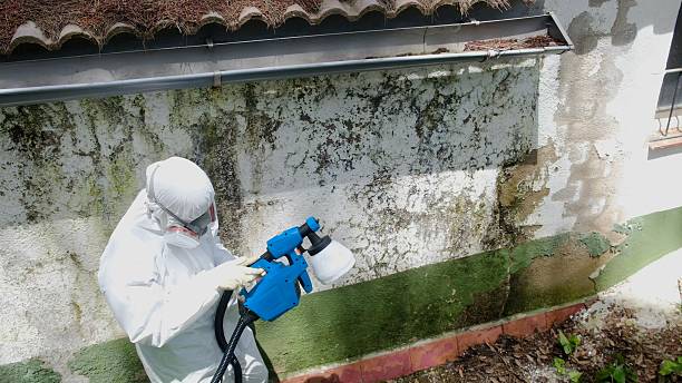 Top rated local Mold Remediation specialists in Salmon Creek, WA